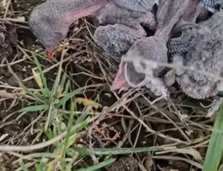 I saved a nest of birds wholesome animals