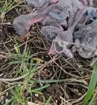 I saved a nest of birds wholesome animals