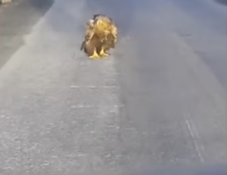 I saved an eagle wholesome animals