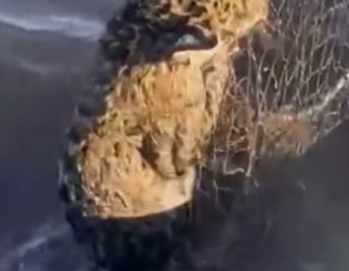 Would you help wholesome animals