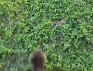 Am I a grandpa wholesome animals