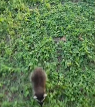 Am I a grandpa wholesome animals