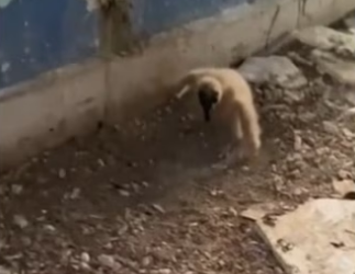 Ill always love her wholesome animals