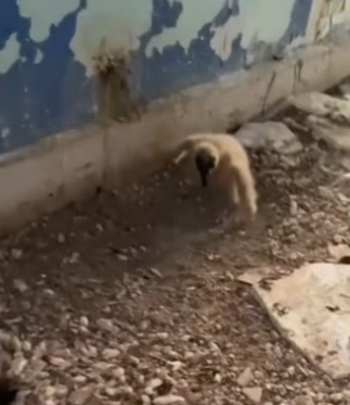 Ill always love her wholesome animals