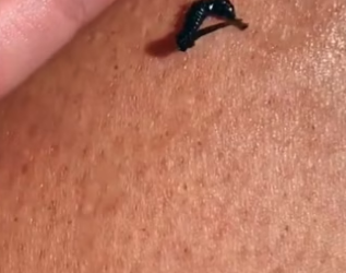 She held his tail during labor wholesome animals