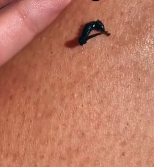 She held his tail during labor wholesome animals