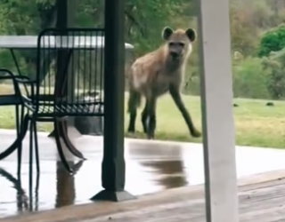 The best brother ever wholesome animals family