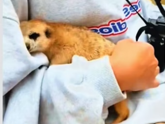 Who wants one wholesome animals