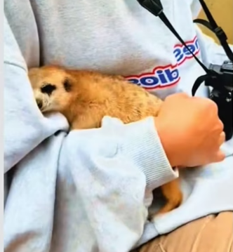 Who wants one wholesome animals