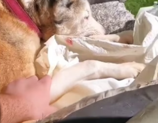 A letter to my dog dogsoftiktok dog wholesome