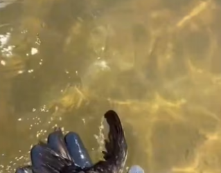 He never was looking for help wholesome bird animalsoftiktok