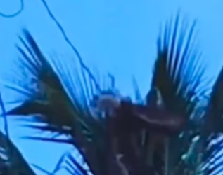 I saved a bird wholesome animals