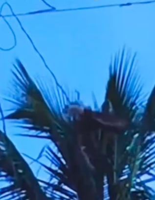 I saved a bird wholesome animals