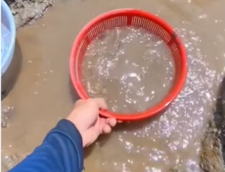 They grew so big wholesome animals