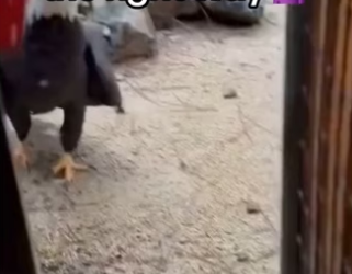 Get her on love island wholesome animals eagle