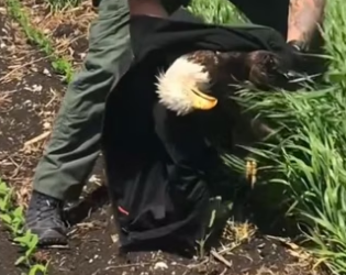 Thank you for your service wholesome animals eagle