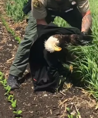 Thank you for your service wholesome animals eagle