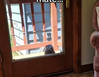 They kissed!!! #wholesome #animals