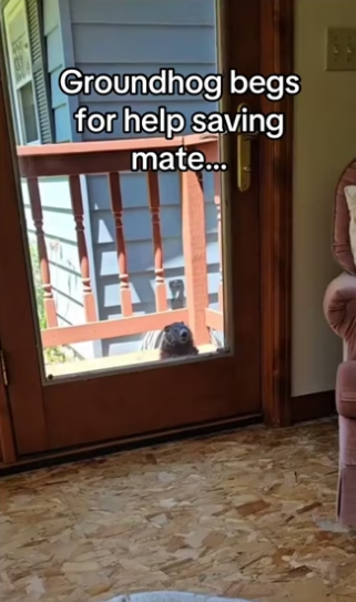 They kissed!!! #wholesome #animals