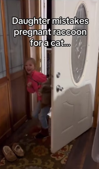 Daughter mistakes pregnant raccoon for a cat…