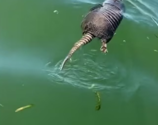 I saves an armadillo from drowning….