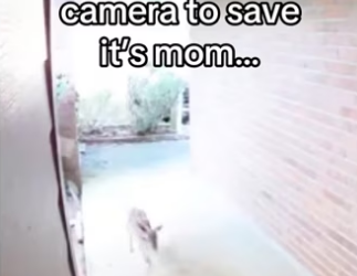 They came to thank me #wholesome #animals