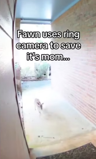 They came to thank me #wholesome #animals