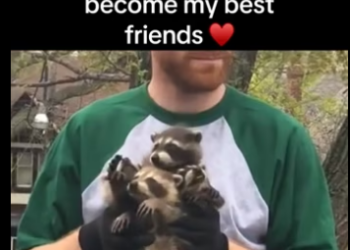 Wait slide #wholesome #animals