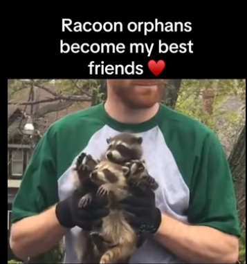 Wait slide #wholesome #animals