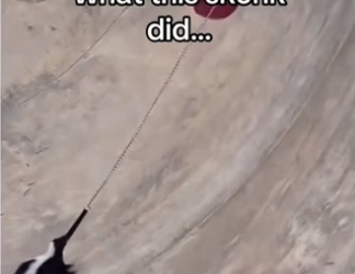 What my next move #wholesome #animals