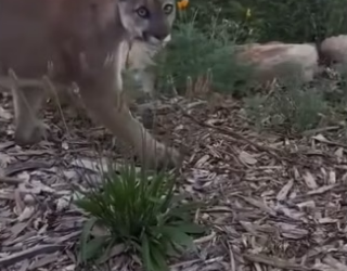 Would you have followed #wholesome #animals