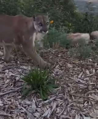 Would you have followed #wholesome #animals