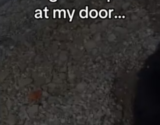 She thought was mom entire time #wholesome #animals