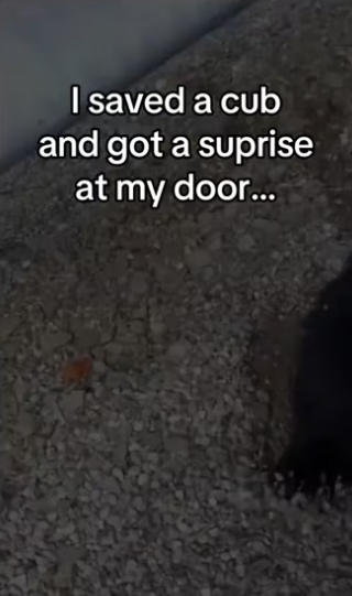 She thought was mom entire time #wholesome #animals