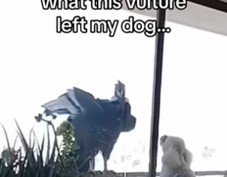 Vulture trusts my dog #wholesome #animals