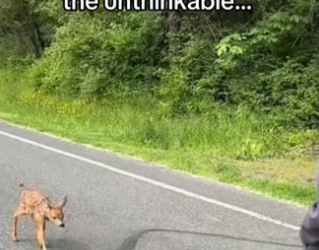 Wait it #animals #wholesome