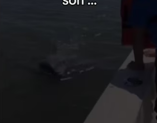 Dolphin talks to my nonverbal son …