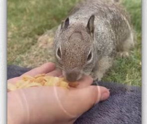 Family saved dying squirrel dog mouth then_part2