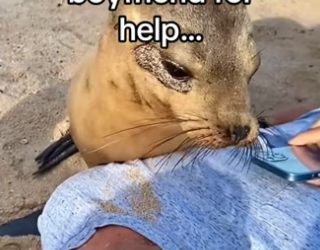 What do you think rings meant #wholesome #wholesome