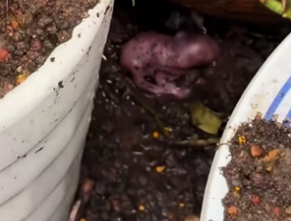 found small animal in flower bed, then #rescue #animals