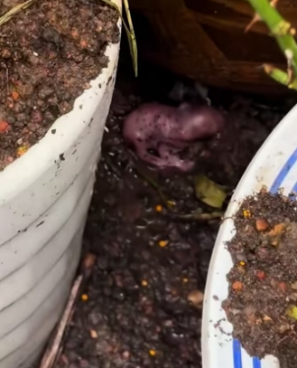 found small animal in flower bed, then #rescue #animals