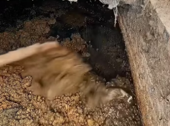 found small animal in wastewater tank took it home, t…