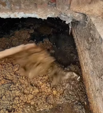 found small animal in wastewater tank took it home, t…