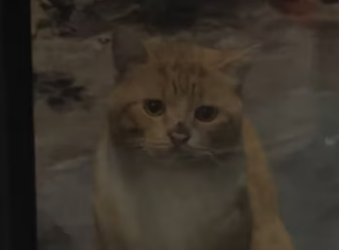 noticed dirty stray cat staring at me outside door,