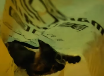 On rainy day, spotted little cat hiding under tricycle, cryin…