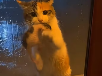 On rainy day, stray cat appeared at my door kitten in its