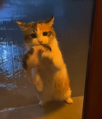 On rainy day, stray cat appeared at my door kitten in its