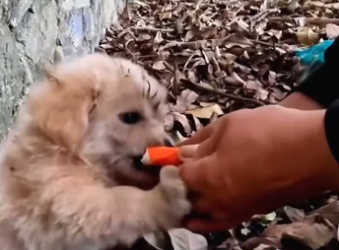 Rescue a puppy on the road #rescue #rescueanimals #rescuedog #rescuep…