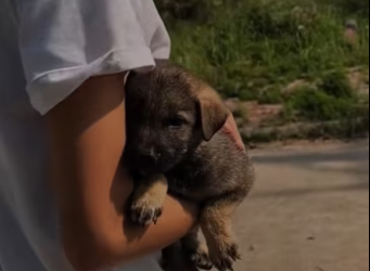 Rescue a puppy on the road . #rescue #rescuedog #rescuepuppy #rescuea…