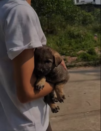 Rescue a puppy on the road . #rescue #rescuedog #rescuepuppy #rescuea…